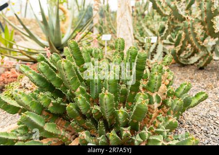 Zurich, Switzerland, May 24, 2023 Resin spurge or Euphorbia Resinifera plant at the botanical garden Stock Photo