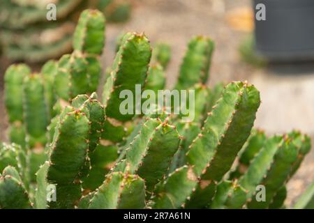 Zurich, Switzerland, May 24, 2023 Resin spurge or Euphorbia Resinifera plant at the botanical garden Stock Photo