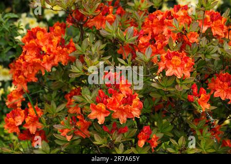Rhododendron 'Glowing Embers' variety Stock Photo