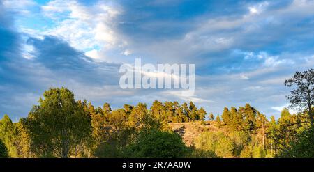 Forest landscape in Finland in spring Stock Photo