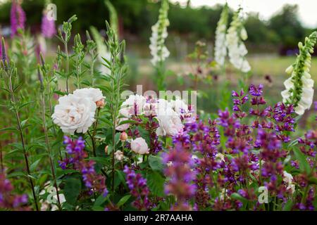 Close up of blooming white roses flowers with purple salvia in summer garden. English Winchester Cathedral blossoms by foxgloves Stock Photo
