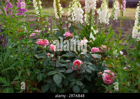 Chippendale pink roses flowers blooming in summer garden. Tantau peachy rose grows by white foxgloves and lavender Stock Photo