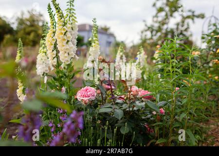 Chippendale pink roses flowers blooming in summer garden. Tantau peachy rose grows by white foxgloves salvia and lavender Stock Photo