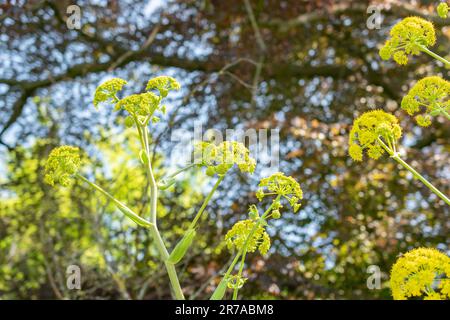 Zurich, Switzerland, May 22, 2023 Tangier fennel plant or Ferula Tingitana at the botanical garden Stock Photo