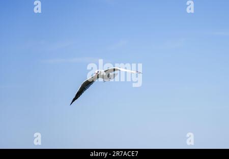 Flying seagull at the Steinhuder Meer. Water bird. Larinae. Stock Photo