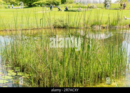 Zurich, Switzerland, May 22, 2023 Small pond at the botanical garden Stock Photo