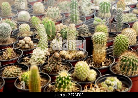 A variety of cacti in various-sized pots are on display at a plant nursery in a desert environment Stock Photo