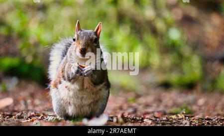 Squirrel at Pittencrieff Park, Dunfermilne, UK Stock Photo