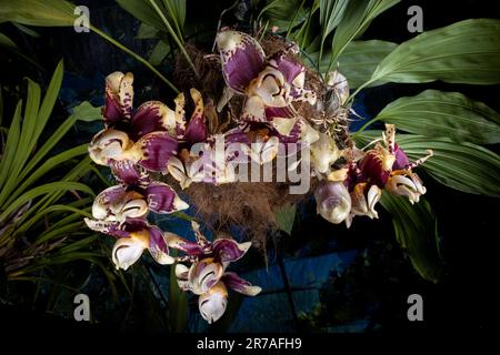 Stanhopea nigroviolacea (upside down) orchid flowers Stock Photo