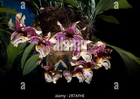 Stanhopea nigroviolacea (upside down) orchid flowers Stock Photo