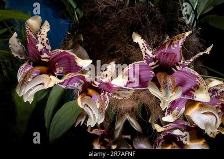 Stanhopea nigroviolacea (upside down) orchid flowers Stock Photo