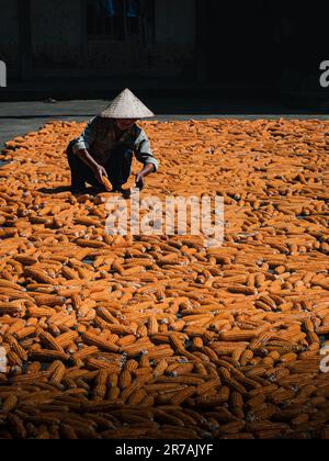 An agricultural worker wearing a straw hat and protective clothing works in a field of corn, tending to the crop Stock Photo