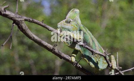 Disgruntled elderly chameleon lies on thorny branch of tree. Veiled chameleon, Yemen chameleon or Cone-head chameleon (Chamaeleo calyptratus) Stock Photo