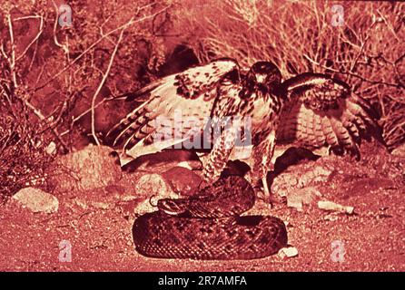 WALT DISNEY'S THE LIVING DESERT 1953 director JAMES ALGAR screenplay James Algar Winston Hibler and Ted Sears associate producer Ben Sharpsteen Walt Disney Productions Stock Photo