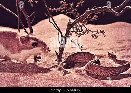 WALT DISNEY'S THE LIVING DESERT 1953 director JAMES ALGAR screenplay James Algar Winston Hibler and Ted Sears associate producer Ben Sharpsteen Walt Disney Productions Stock Photo