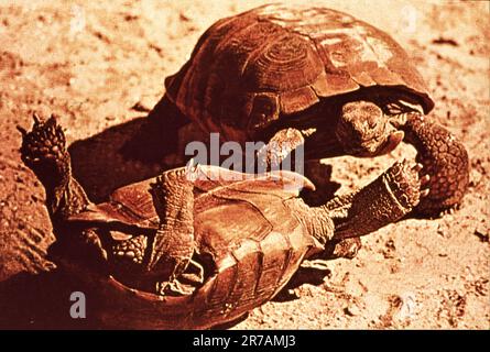 WALT DISNEY'S THE LIVING DESERT 1953 director JAMES ALGAR screenplay James Algar Winston Hibler and Ted Sears associate producer Ben Sharpsteen Walt Disney Productions Stock Photo