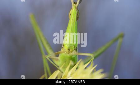 Frontal portrait of Giant green slant-face grasshopper Acrida sitting on spikelet on grass and blue sky background. Stock Photo