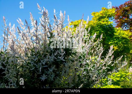 'Hakuro-Nishiki' Salix integra in Garden Stock Photo