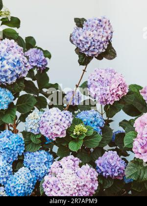 Beautiful bush of blue hydrangea flowers against the backdrop of a white wall close up. Natural flowers background Stock Photo
