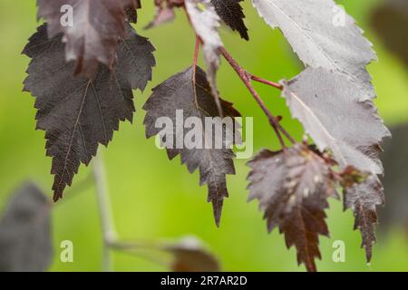 Betula pendula, Leaves, Silver birch, Dark, Leaf, Branch Betula pendula 'Bibor' Stock Photo