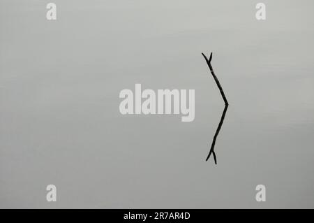 A lone dead tree in the middle of a tranquil lake reflecting on the surface of the water in grayscale Stock Photo