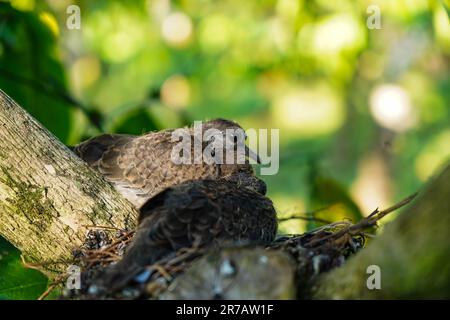 Two chicks of spotted dove in the nest on the branches of coffee plant, commonly seen in Indian subcontinent Stock Photo