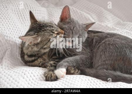 Two cats cuddling on white blanket at home. Cute domestic striped friendly cats. 2 sleepy kittens washing comfortably. Family couple feline resting to Stock Photo