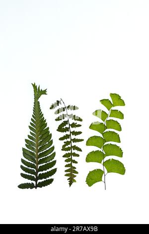 Different types of fern leaves on white background, top view Stock ...