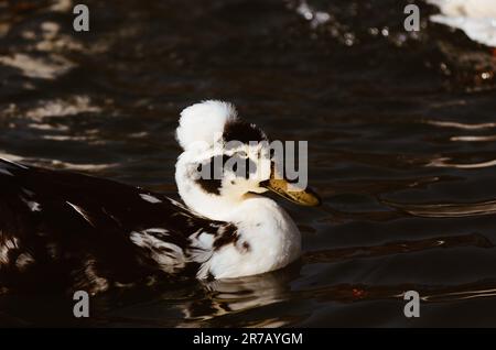 A closeup shot of a spotted magpie duck on a dark lake Stock Photo