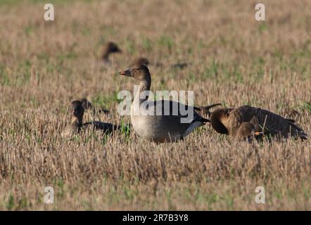 Tundra Bean Goose (Anser fabalis rossicus) a group resting on stuble field  Eccles-on-Sea, Norfolk, UK.            November Stock Photo