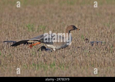 Tundra Bean Goose (Anser fabalis rossicus) adult standing in stuble field, wing stretching  Eccles-on-Sea, Norfolk, UK.            November Stock Photo