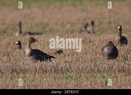 Tundra Bean Goose (Anser fabalis rossicus) adult standing in stuble field with White-fronted and Pink-footed Geese.  Eccles-on-Sea, Norfolk, UK. Stock Photo
