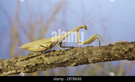 June 10, 2023, Odessa oblast, Ukraine, Eastern Europe: Big female praying mantis sitting on branch in the grass and blue sky background. European mantis (Credit Image: © Andrey Nekrasov/ZUMA Press Wire) EDITORIAL USAGE ONLY! Not for Commercial USAGE! Stock Photo