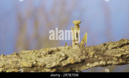 June 10, 2023, Odessa oblast, Ukraine, Eastern Europe: Frontal portrait of female praying mantis sitting on branch in the grass and blue sky background. European mantis (Credit Image: © Andrey Nekrasov/ZUMA Press Wire) EDITORIAL USAGE ONLY! Not for Commercial USAGE! Stock Photo