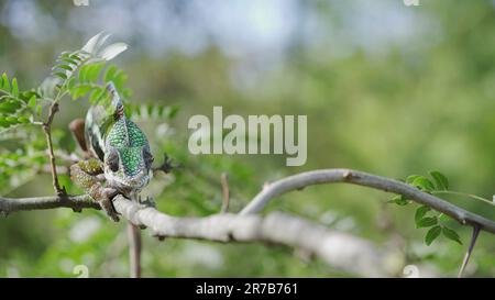 June 9, 2023, Odessa oblast, Ukraine, Eastern Europe: Green chameleon walks along branch and looksat around on bright sunny day on the green trees background. Panther chameleon (Furcifer pardalis). Front side (Credit Image: © Andrey Nekrasov/ZUMA Press Wire) EDITORIAL USAGE ONLY! Not for Commercial USAGE! Stock Photo