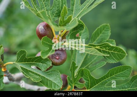 Figs on a fig tree branch above a stream, selective focus, first spring fruits. Stock Photo