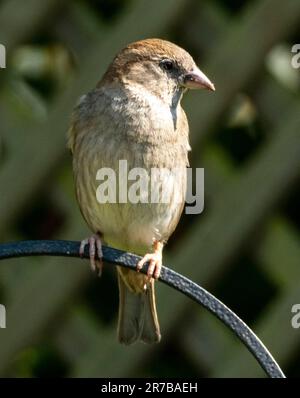 Female House Sparrow, Passer domesticus perched in a garden, West Lothian, Scotland Stock Photo
