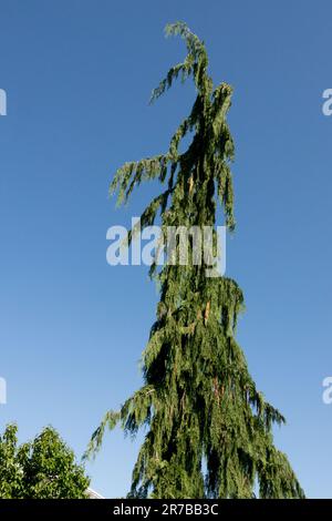Alaska Cedar Tree Chamaecyparis nootkatensis 'Jubilee', Alaska Cypress Xanthocyparis nootkatensis Stock Photo