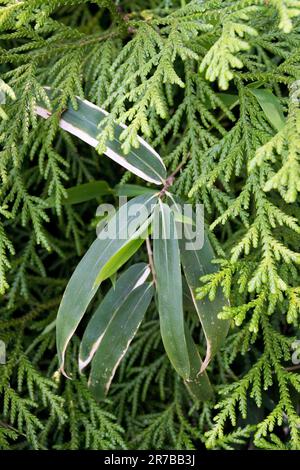 Japanese Hiba Cypress, Thujopsis dolabrata and bamboo leaf Stock Photo