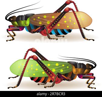 Grasshopper isolated on a white background Stock Vector