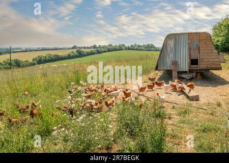 chicken coop and free range poultry Stock Photo