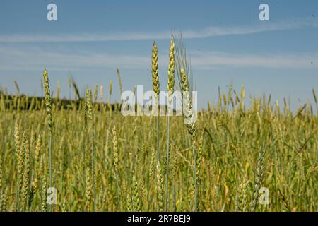 red lammas heritage wheat Stock Photo