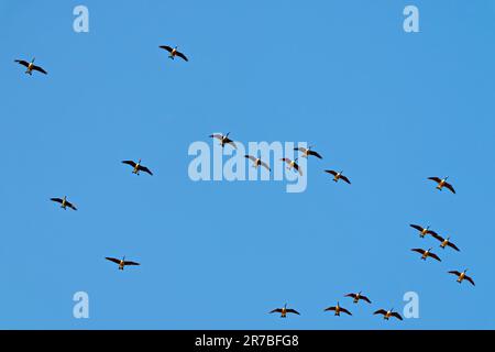 Flock of Canada Geese flying against blue sky. Group of birds. Colony of birds. Flying birds. Stock Photo