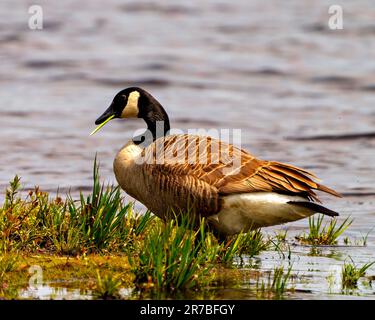 Canadian Geese close-up side view eating grass in its environment and habitat surrounding with water background. Geese Portrait. Stock Photo