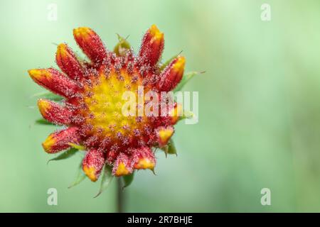 A single, dew covered blanket flower, Gaillardia pulchella, against a muted green background. Stock Photo