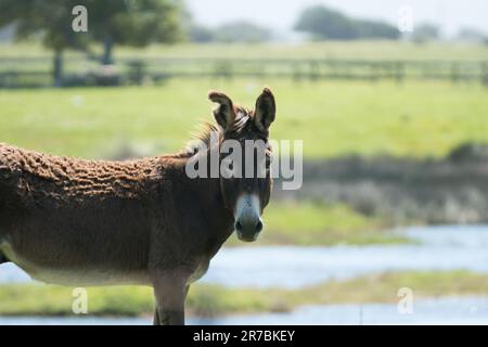 farm animal, curious donkey looking at camera closeup, side on at a farm in the Western Cape, South Africa Stock Photo