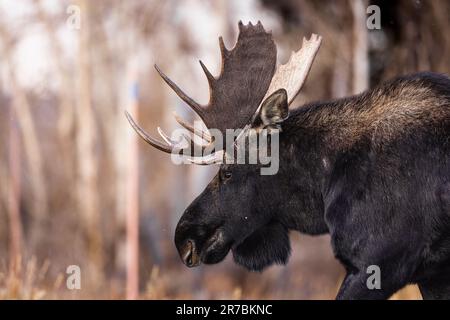 A majestic moose with impressive antlers is walking through a lush forest Stock Photo