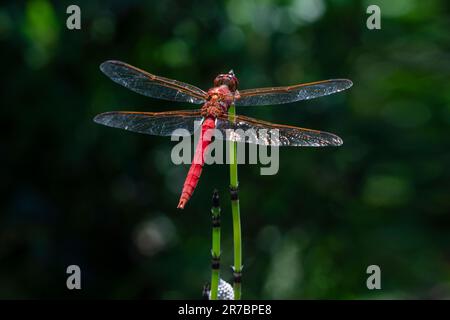 dragonfly posing on a plant Stock Photo - Alamy