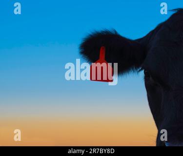 Half face of a black Angus cow against a colorful sunset sky with negative space. Stock Photo