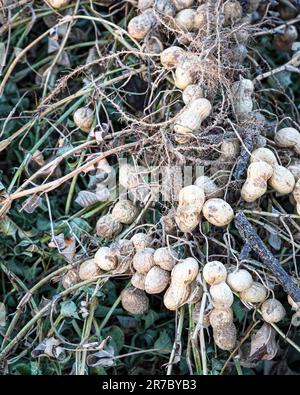 Close up of freshly dug peanuts (Arachis hypogaea) during harvest in October in Alabama. Stock Photo